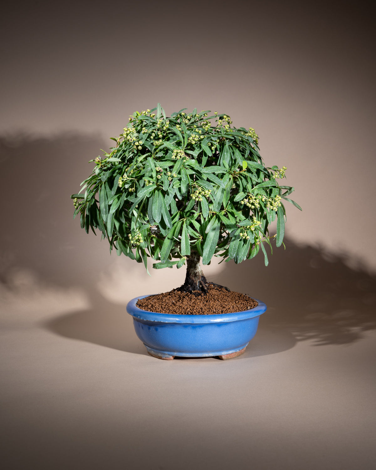 Pyracantha – Feuerdorn