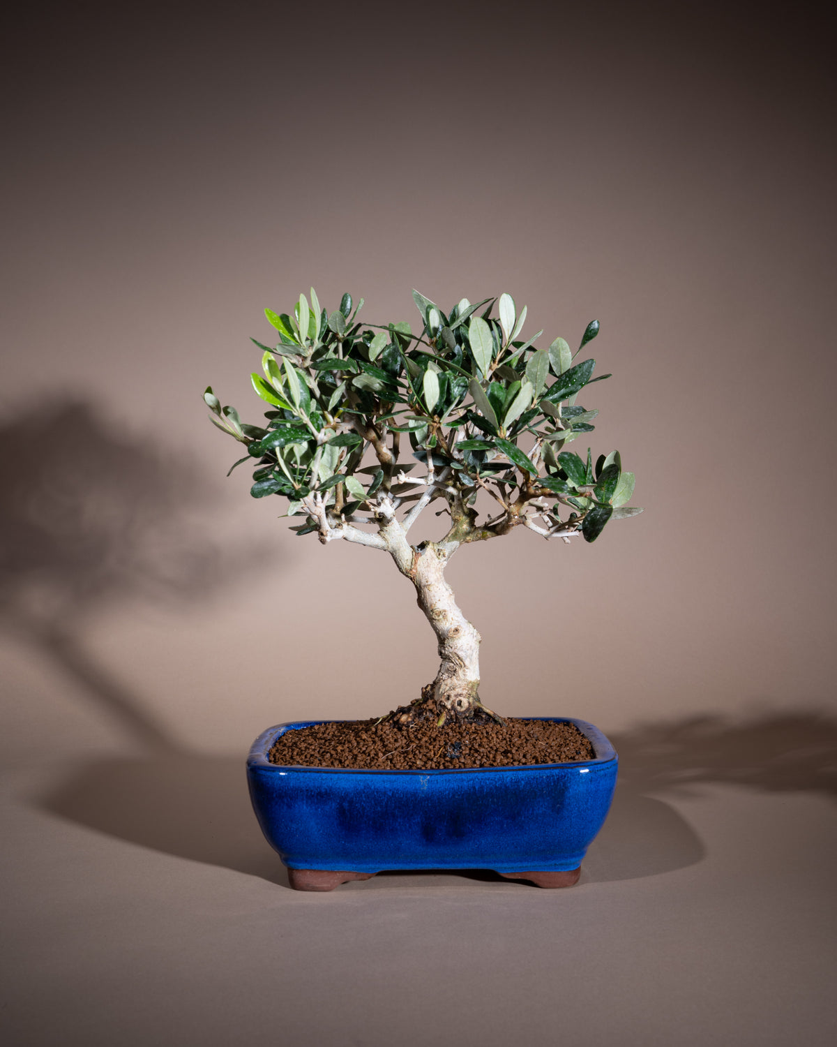 Olea europaea – Olivenbaum