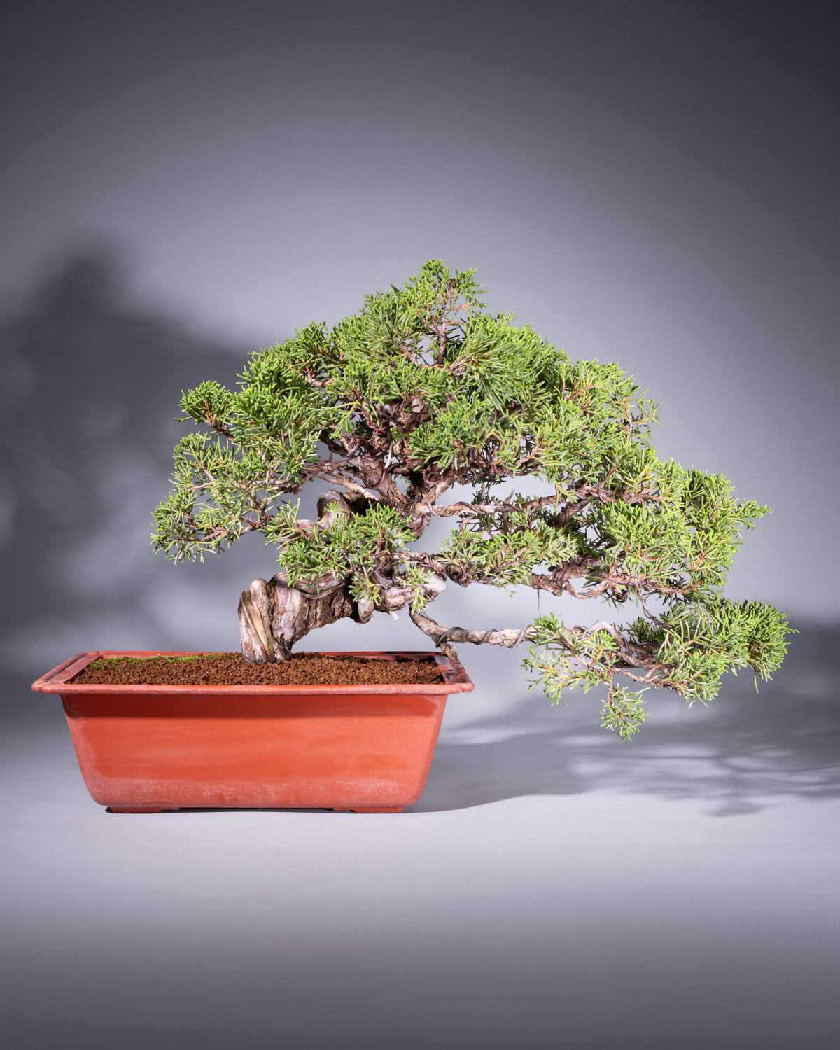 Juniperus chinensis – Chinesischer Wacholder