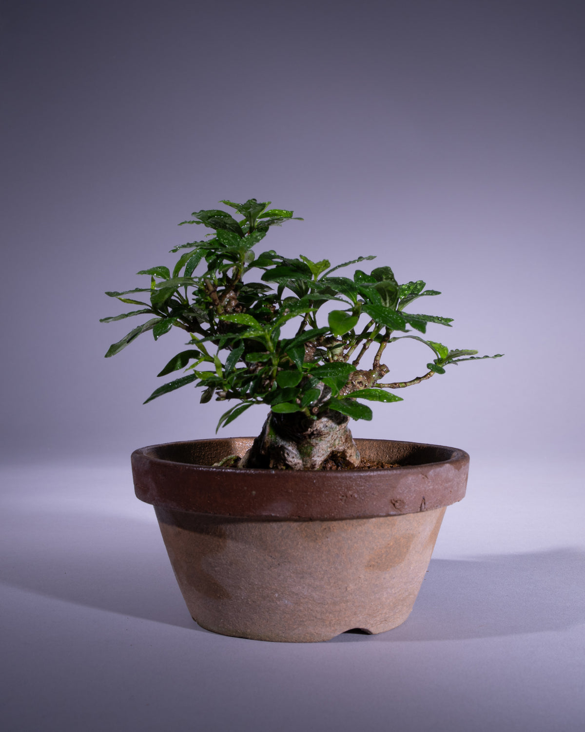 Gardenia