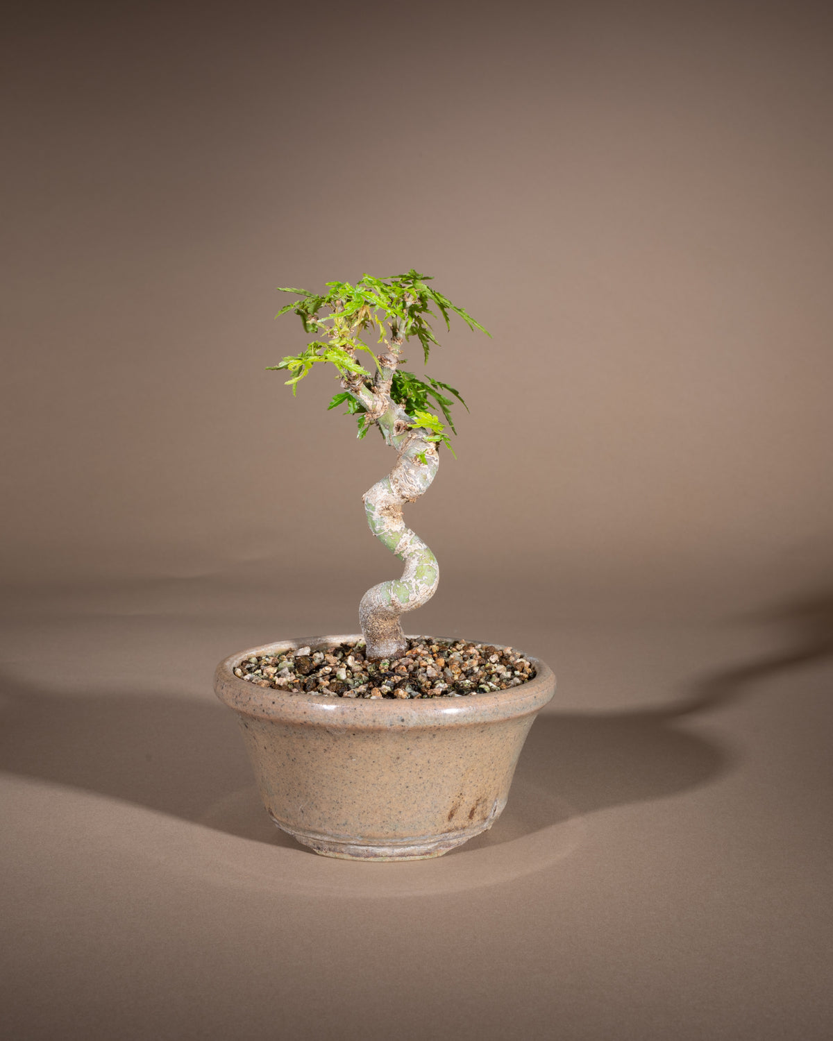 Acer palmatum 'Kotohime' – Fächer-Ahorn
