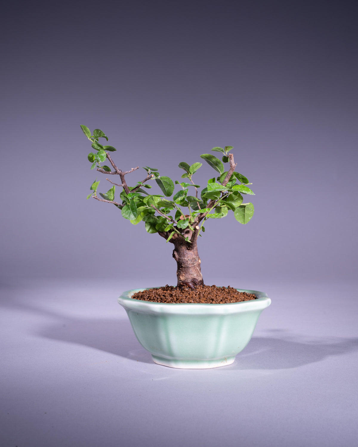 Sageretia