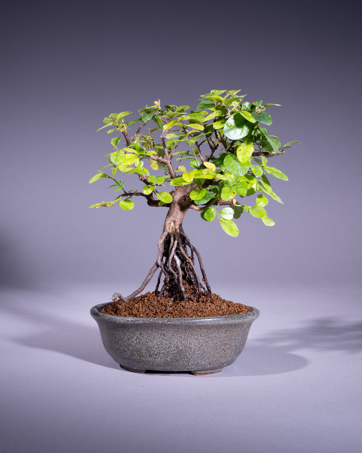 Sageretia