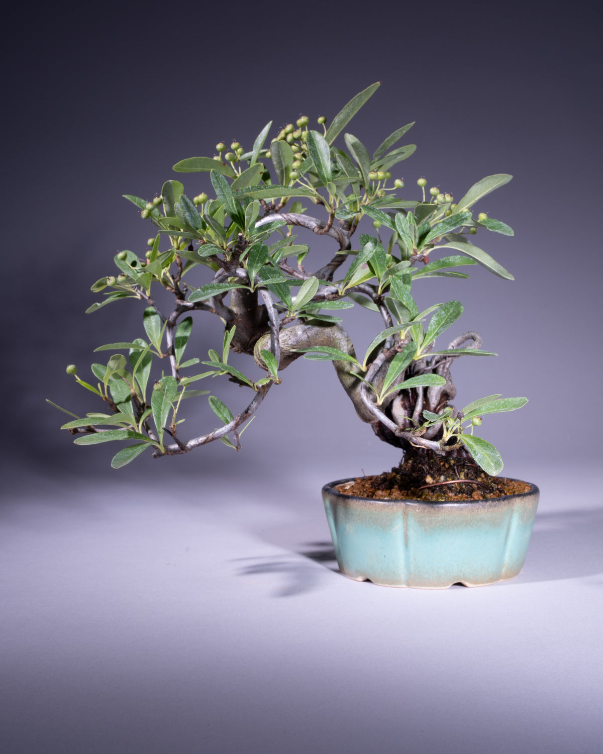 Pyracantha – Feuerdorn