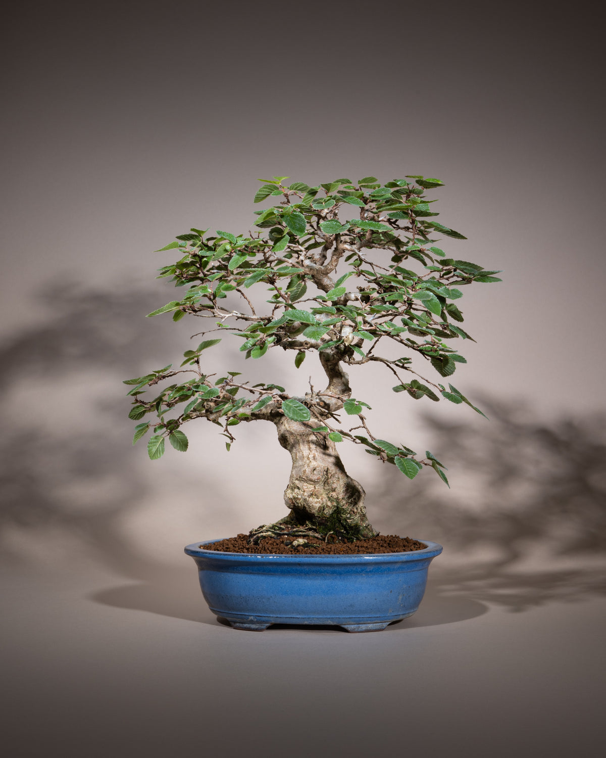 Carpinus coreana – Koreanische Hainbuche