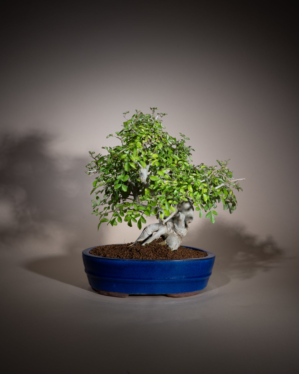 Fraxinus angustifolia – Schmalblättrige Esche