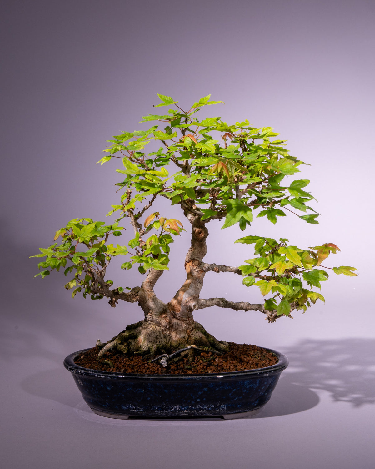 Acer buergerianum – Dreispitz-Ahorn