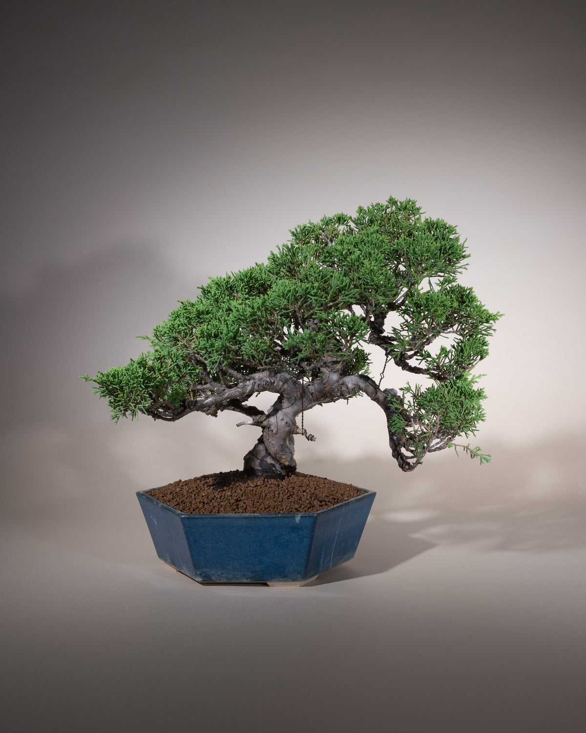 Juniperus chinensis 'Itoigawa' – Chinesischer Wacholder