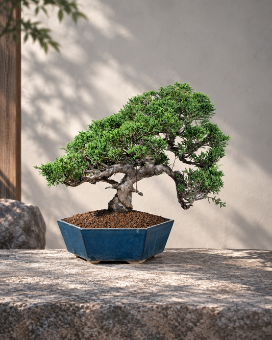 Juniperus chinensis 'Itoigawa' – Ginepro cinese