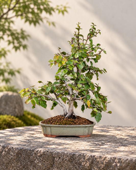 Carpinus orientalis – Carpino orientale