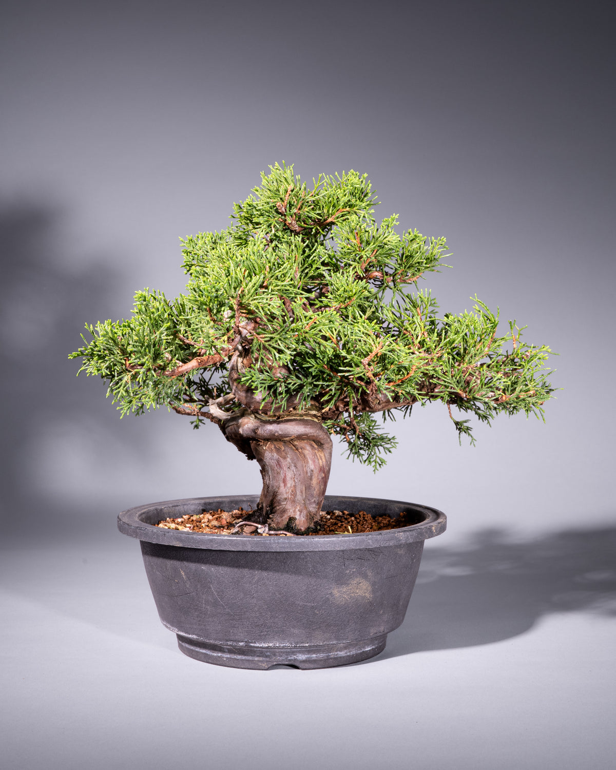 Juniperus chinensis – Chinesischer Wacholder