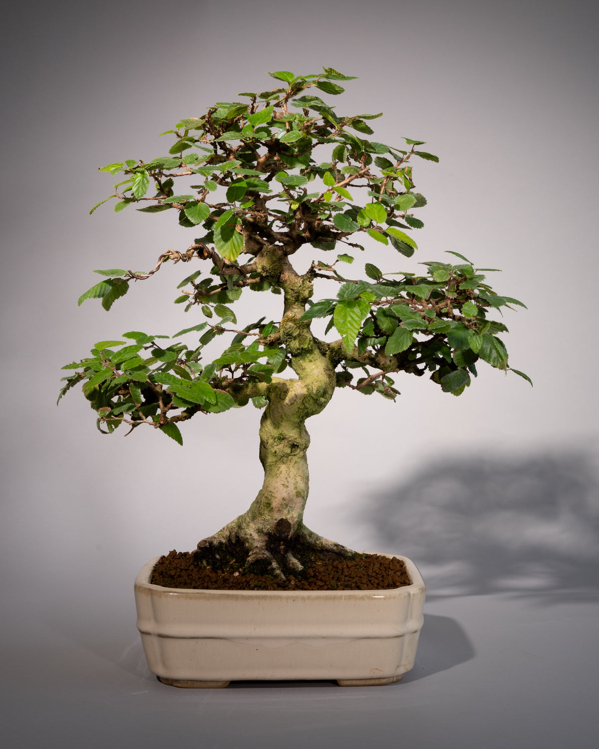 Carpinus coreana – Koreanische Hainbuche