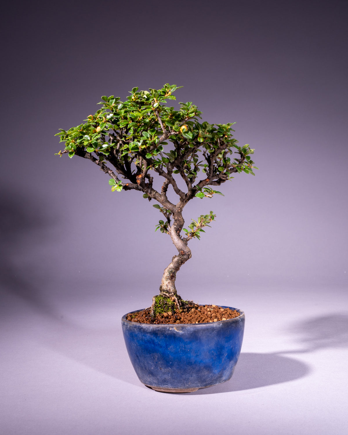 Cotoneaster – Zwergmispel