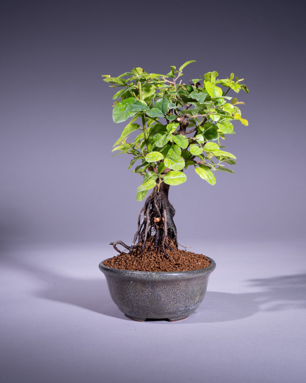 Sageretia