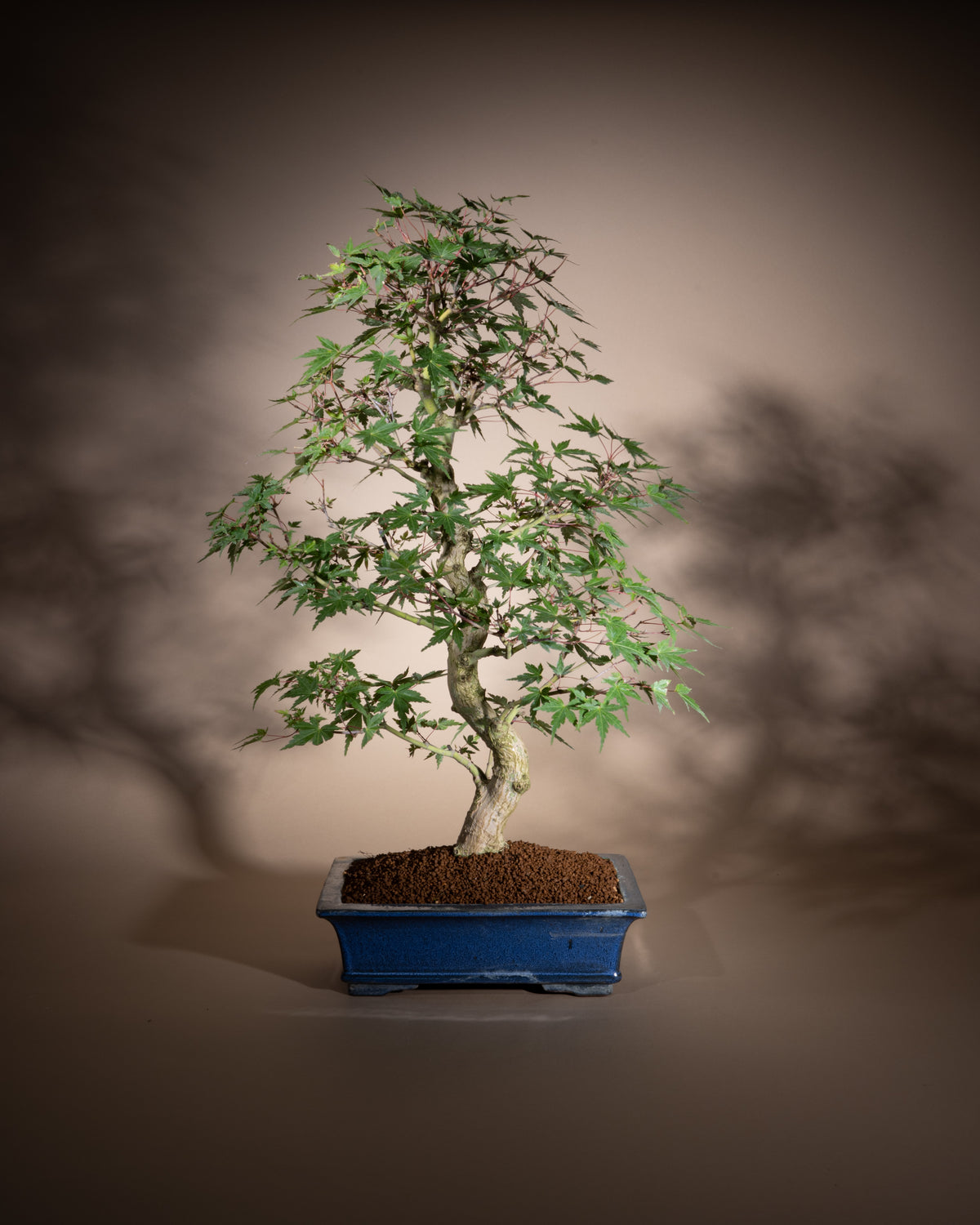 Acer palmatum – Fächer-Ahorn