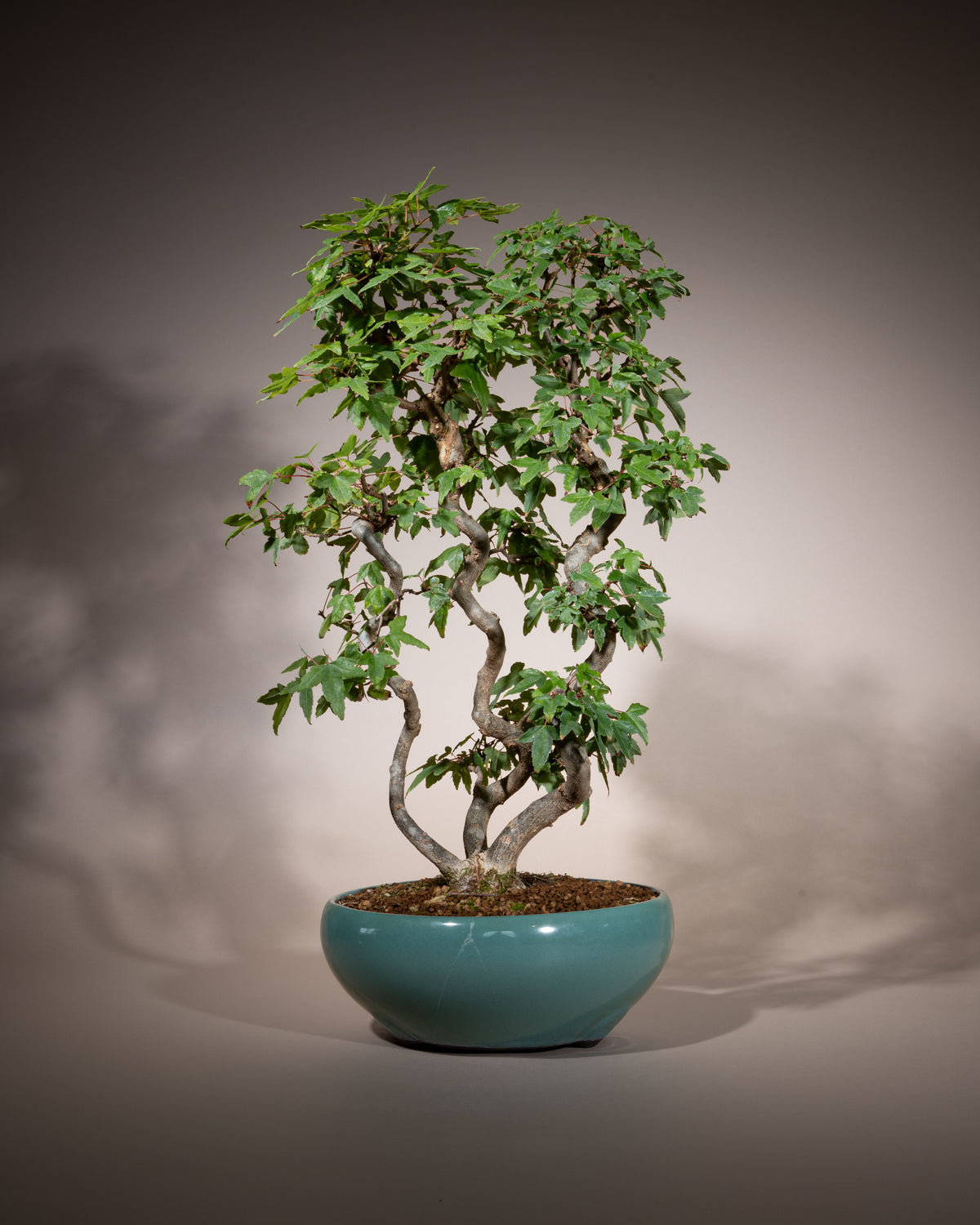 Acer buergerianum – Dreispitz-Ahorn