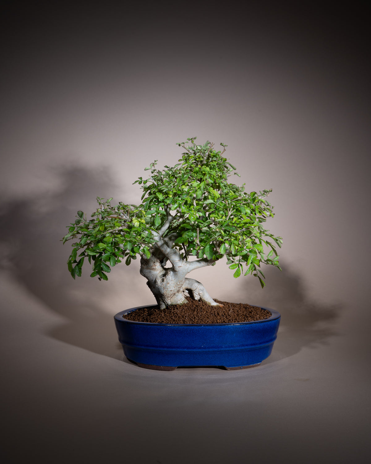 Fraxinus angustifolia – Schmalblättrige Esche