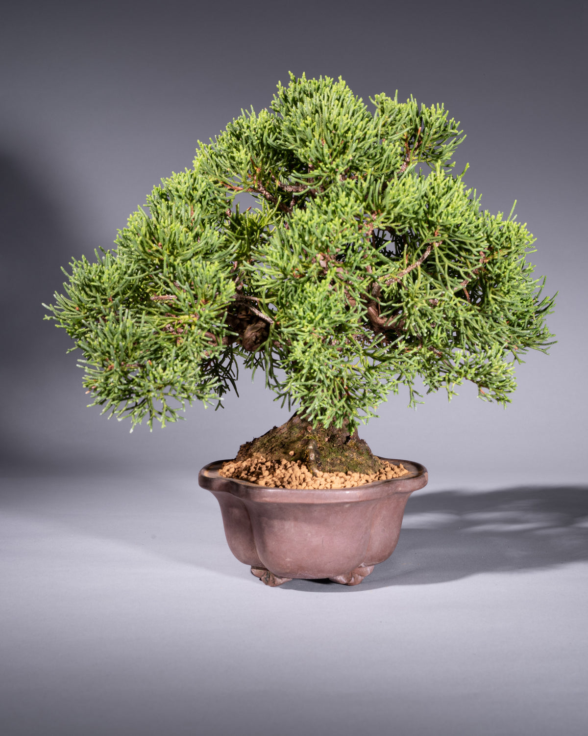 Juniperus chinensis – Chinese Juniper