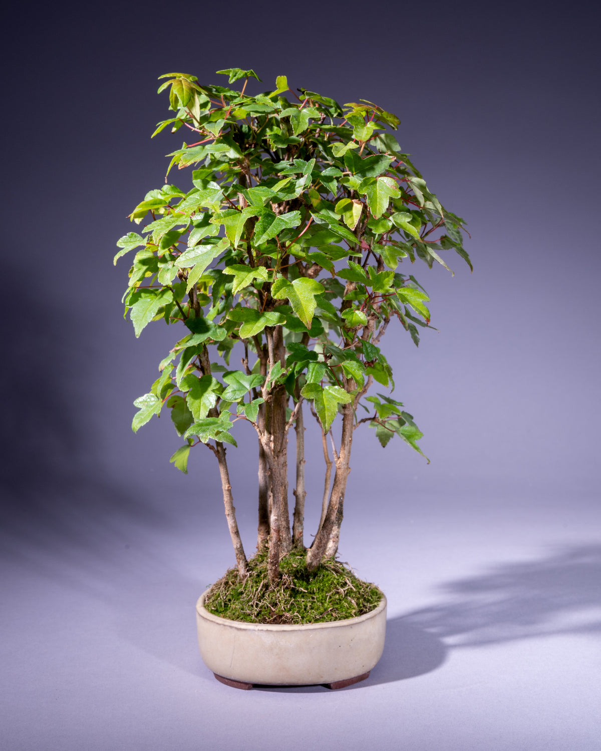 Acer buergerianum – Dreispitz-Ahorn