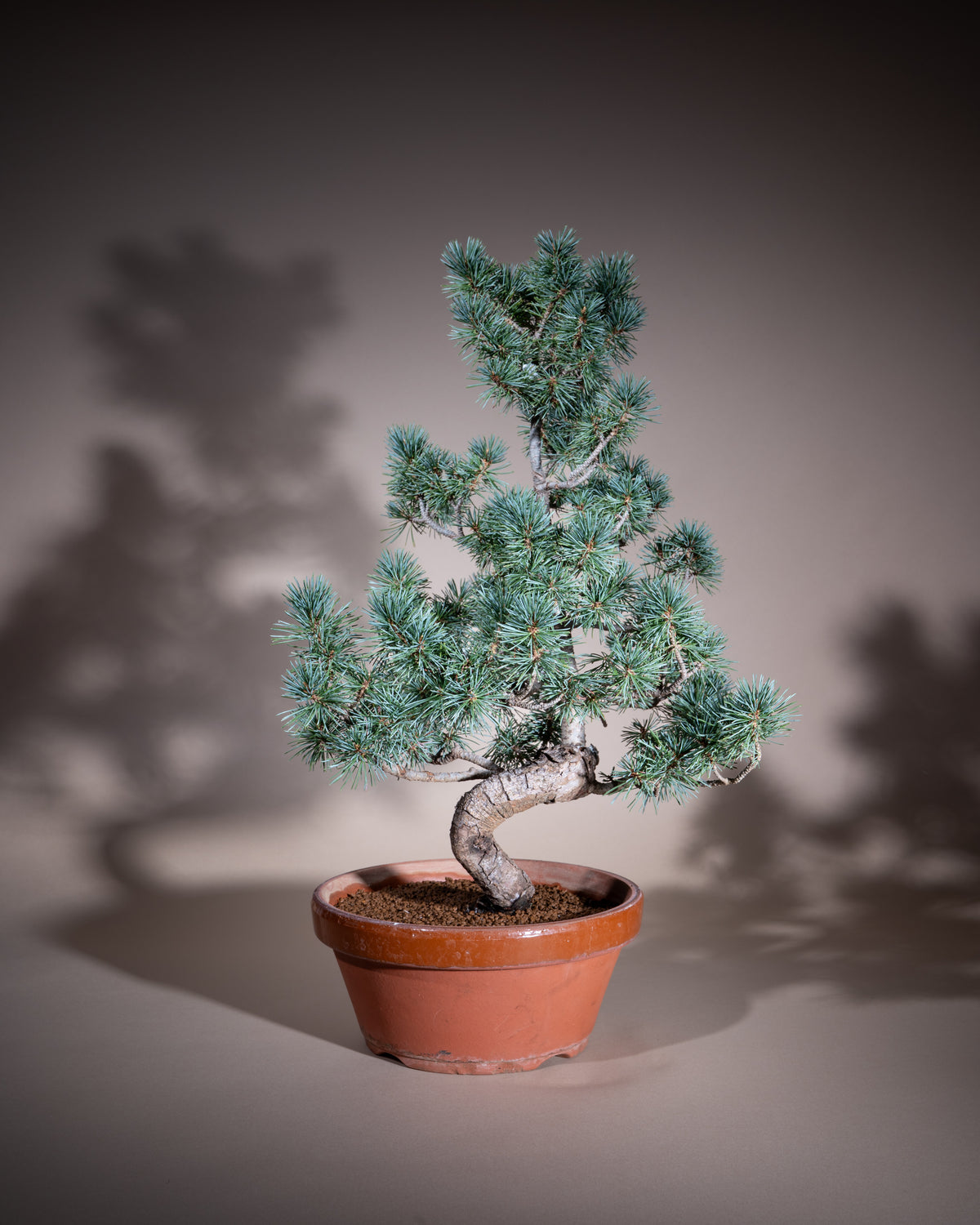 Pinus pentaphylla – Mädchen-Kiefer
