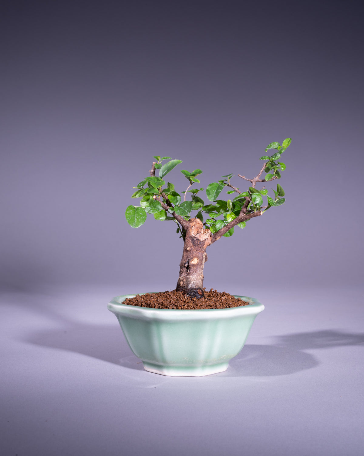 Sageretia