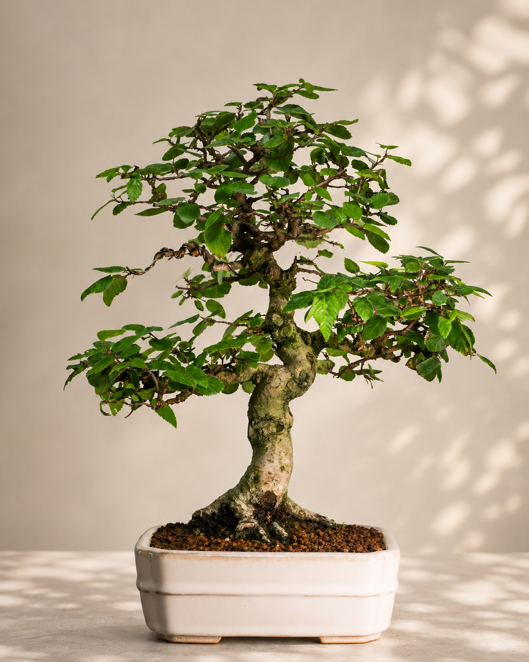 Carpinus coreana – Koreanische Hainbuche