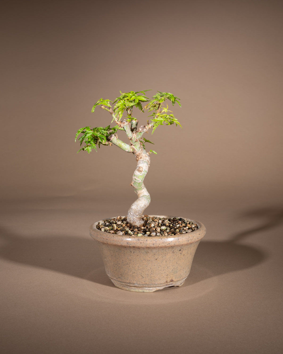Acer palmatum 'Kotohime' – Fächer-Ahorn