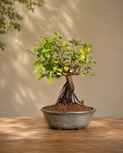 Sageretia