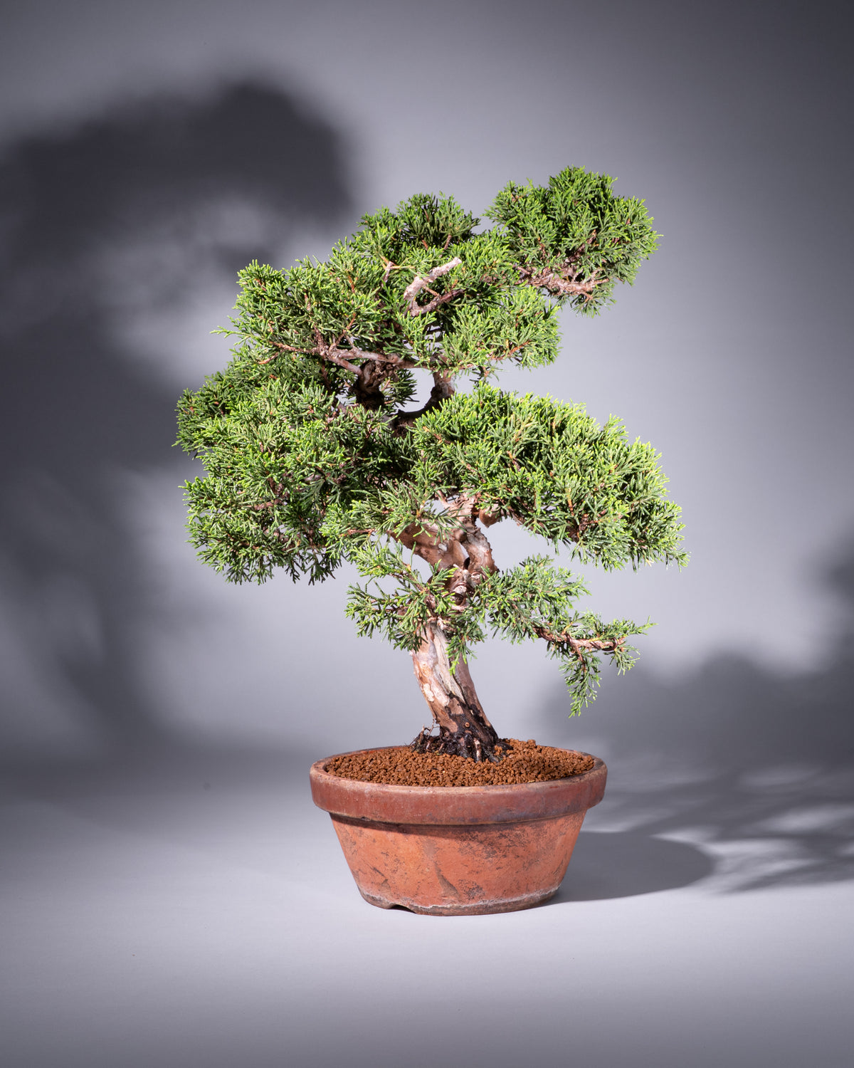 Juniperus chinensis – Chinesischer Wacholder