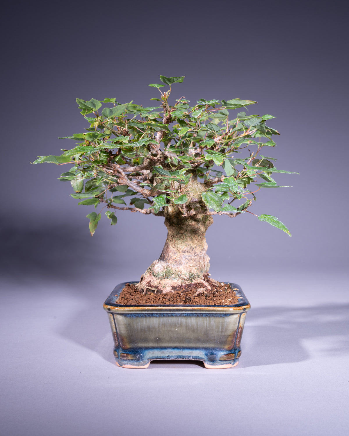 Acer buergerianum – Dreispitz-Ahorn