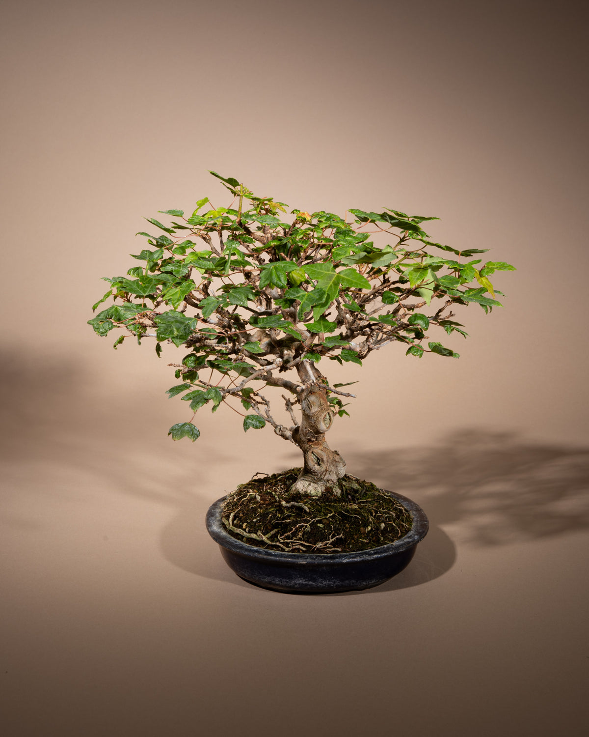 Acer buergerianum – Dreispitz-Ahorn