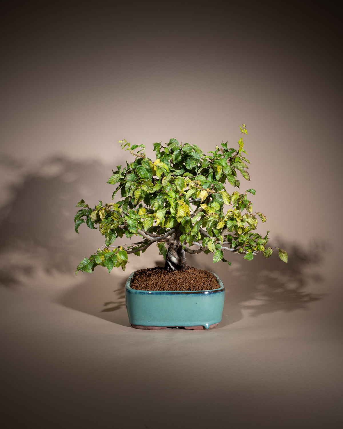 Carpinus orientalis – Orientalische Hainbuche