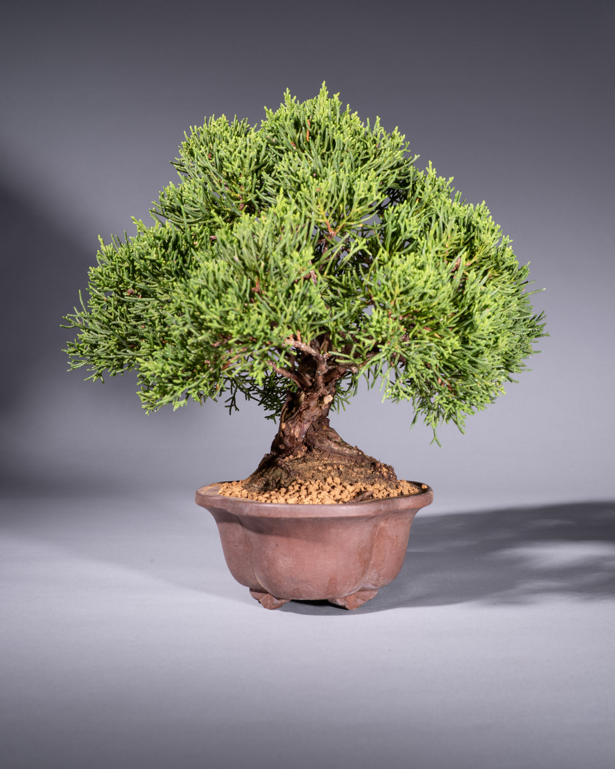 Juniperus chinensis – Chinese Juniper