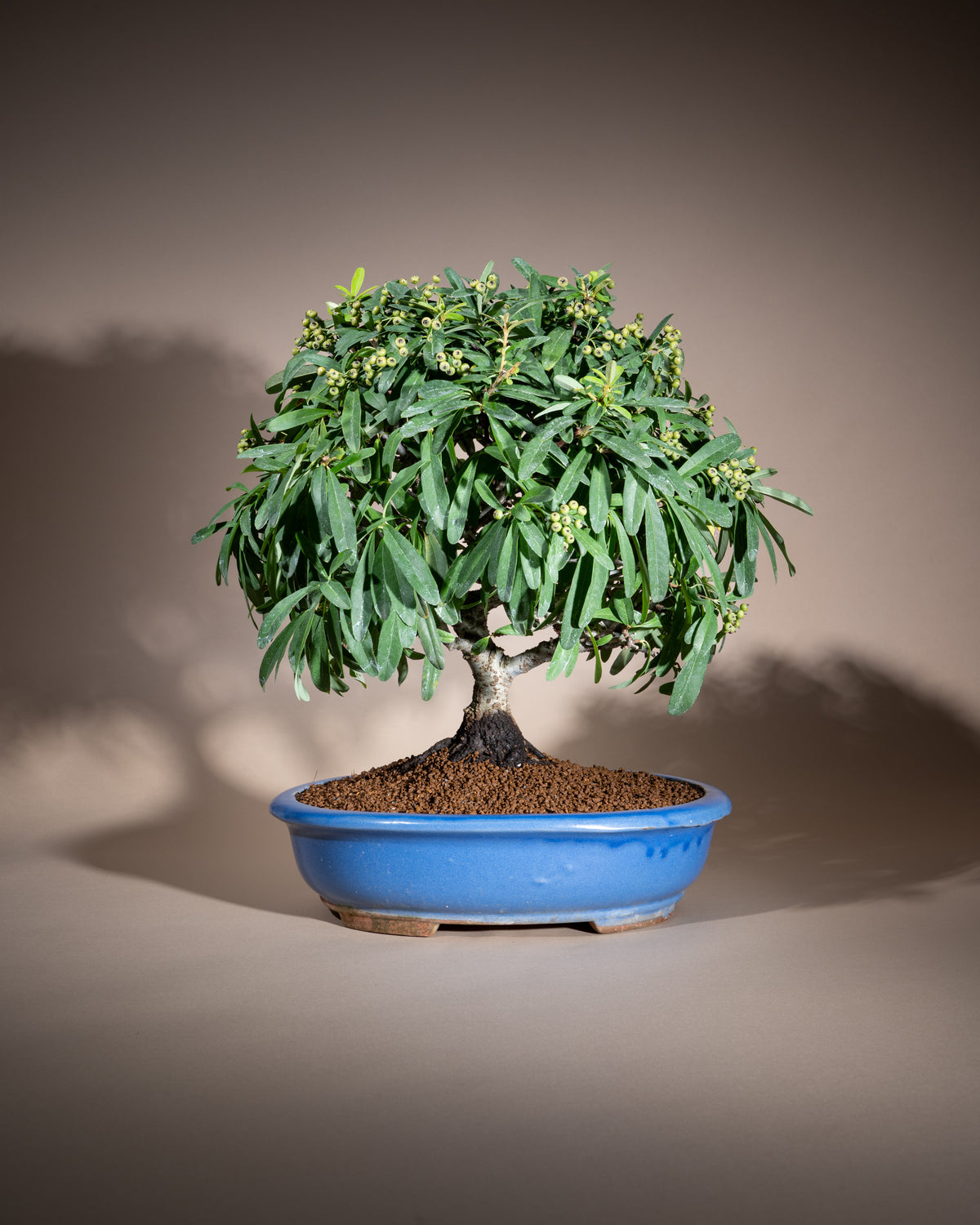 Pyracantha – Feuerdorn