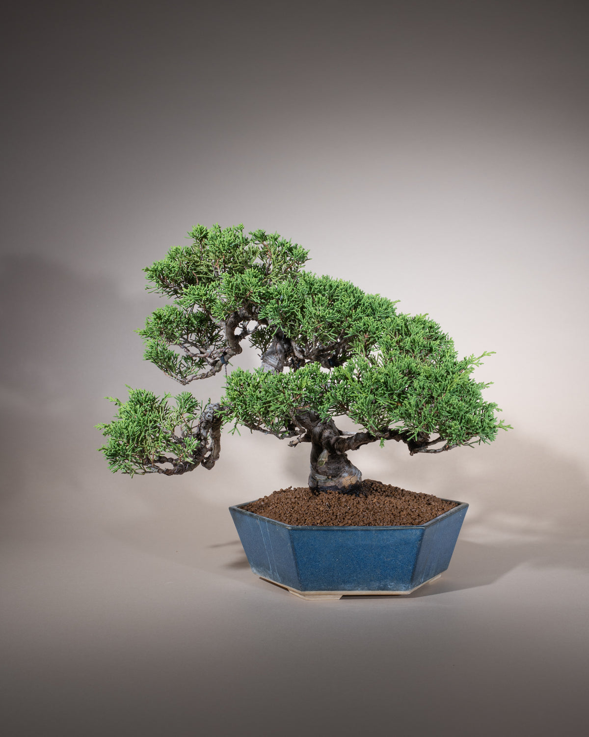 Juniperus chinensis 'Itoigawa' – Chinesischer Wacholder