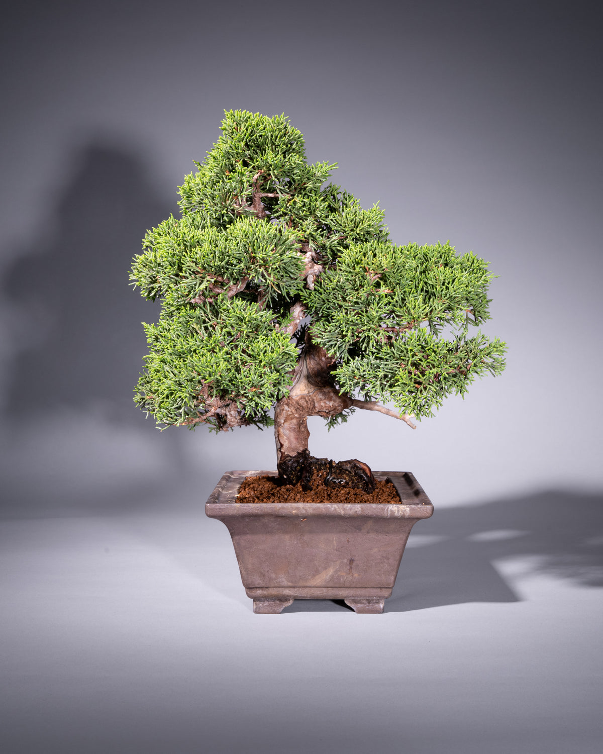 Juniperus chinensis – Chinesischer Wacholder