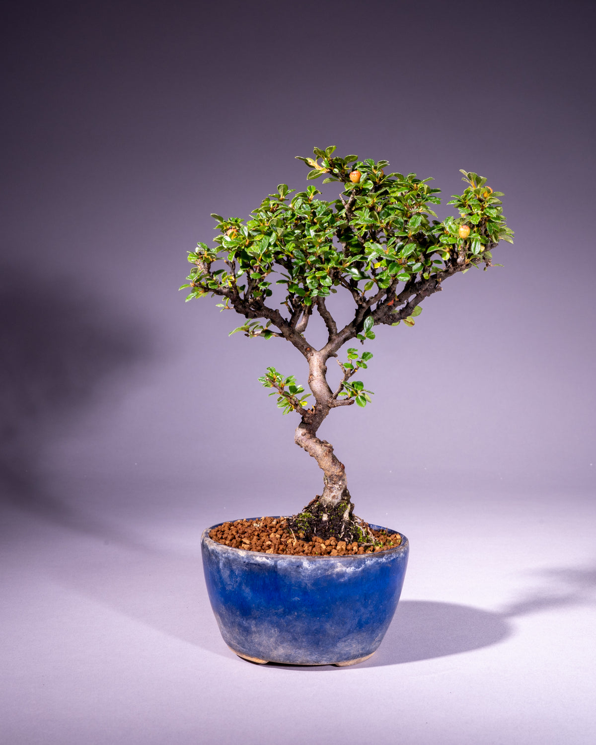 Cotoneaster – Zwergmispel