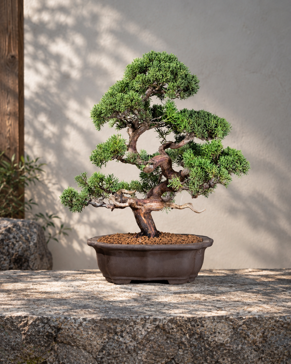Juniperus chinensis 'Kishu' – Chinesischer Wacholder