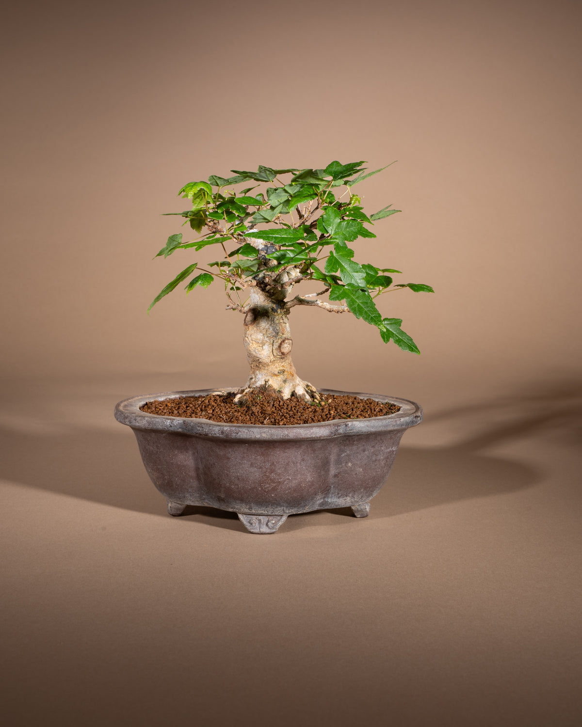 Acer buergerianum – Dreispitz-Ahorn