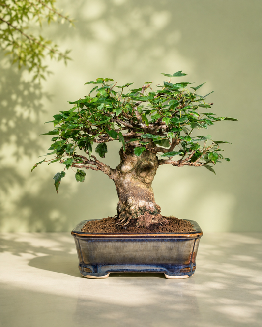 Acer buergerianum – Trident Maple