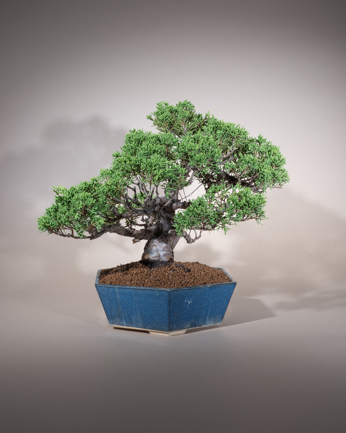 Juniperus chinensis 'Itoigawa' – Chinesischer Wacholder