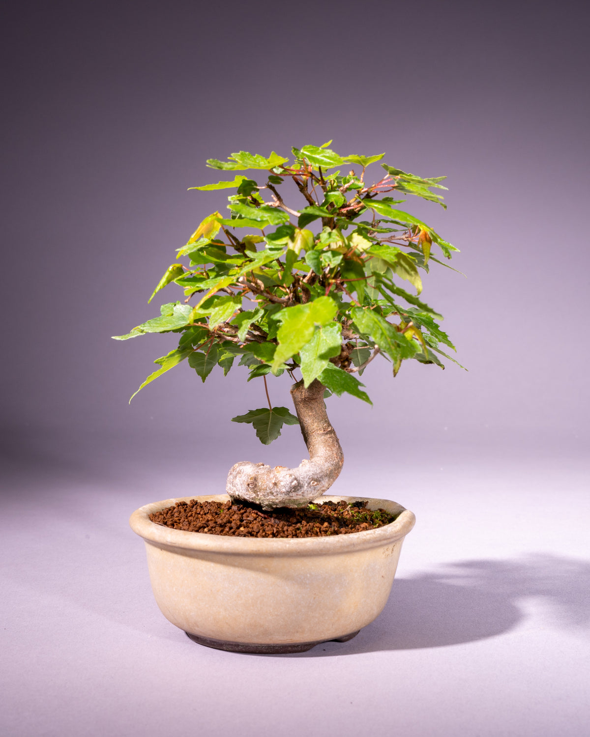 Acer buergerianum – Dreispitz-Ahorn