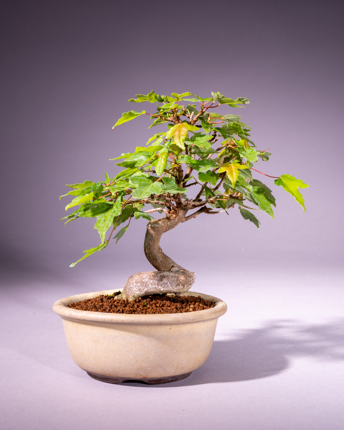 Acer buergerianum – Dreispitz-Ahorn