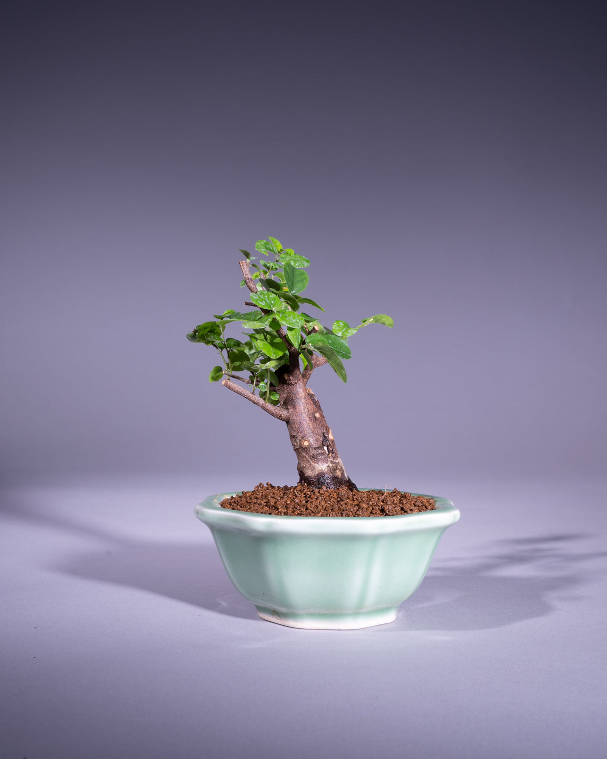 Sageretia