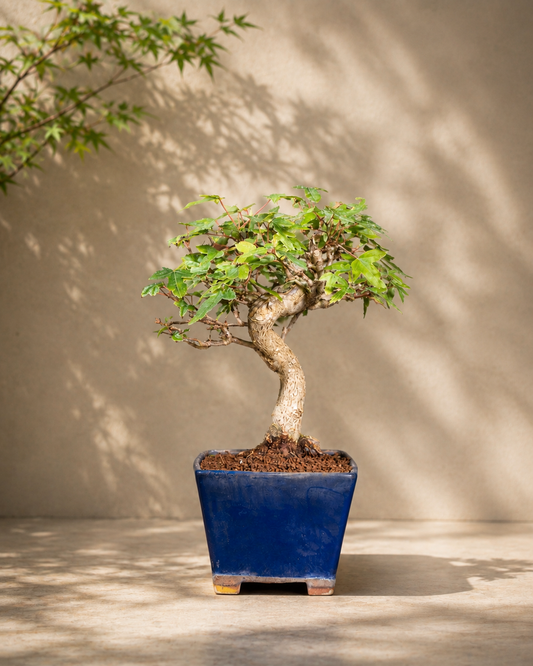 Acer buergerianum – Trident Maple
