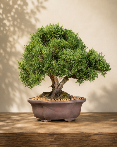 Juniperus chinensis – Ginepro cinese