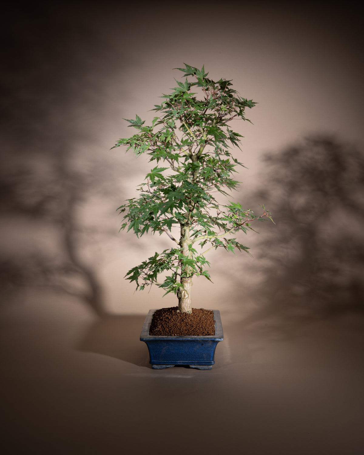 Acer palmatum – Fächer-Ahorn