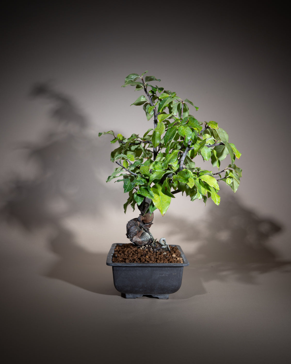 Pseudocydonia sinensis – Chinesische Quitte