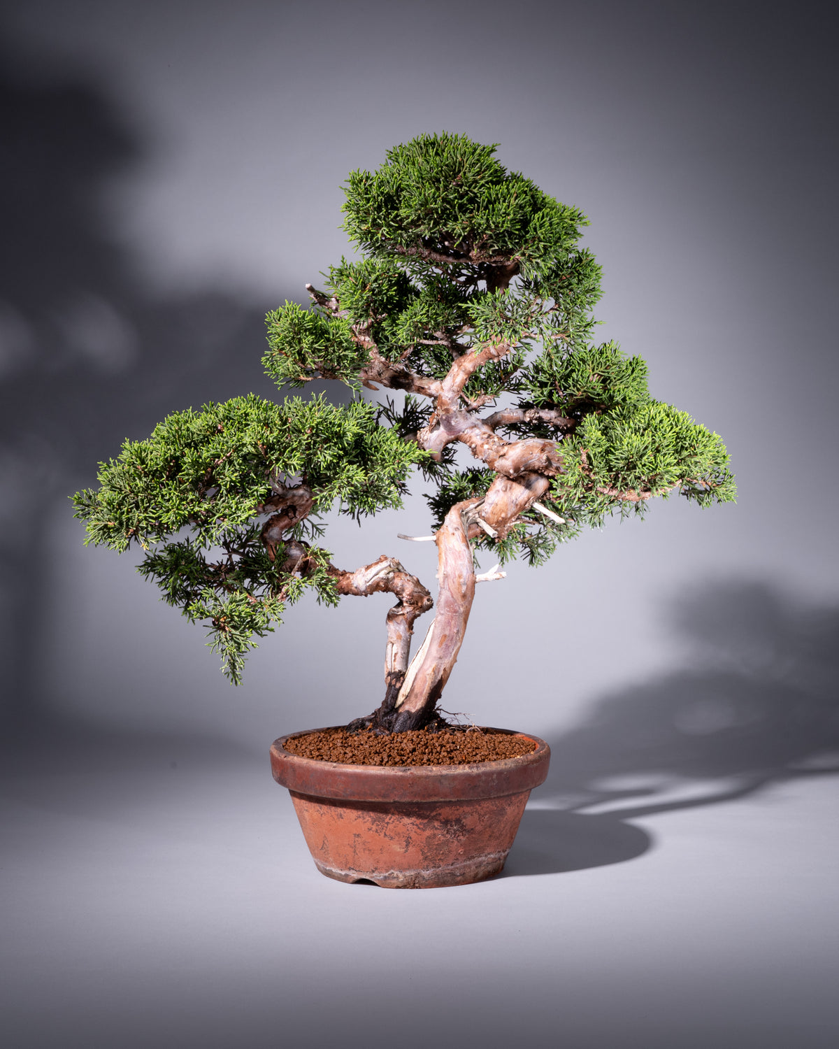 Juniperus chinensis – Chinesischer Wacholder