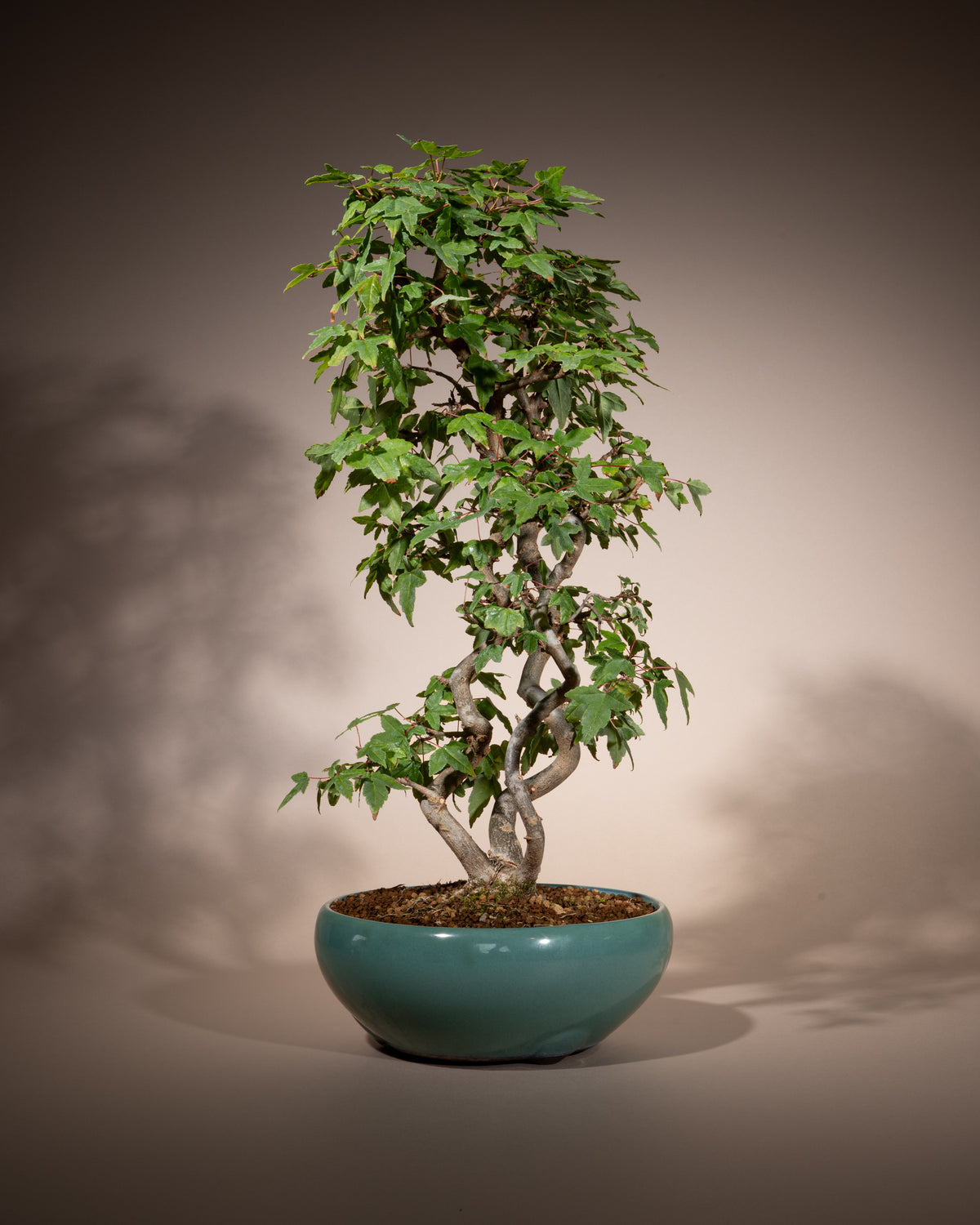 Acer buergerianum – Dreispitz-Ahorn